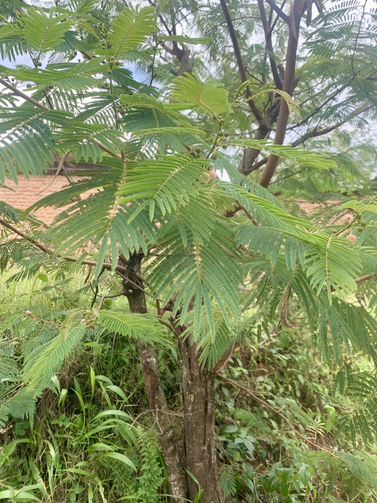 tree calliandra from RN13, Centre Urbain, Ruyigi, BI on February 13 ...