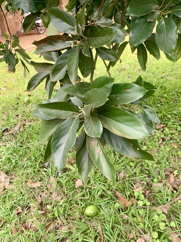 Avocado