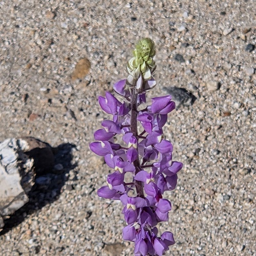 Arizona lupine