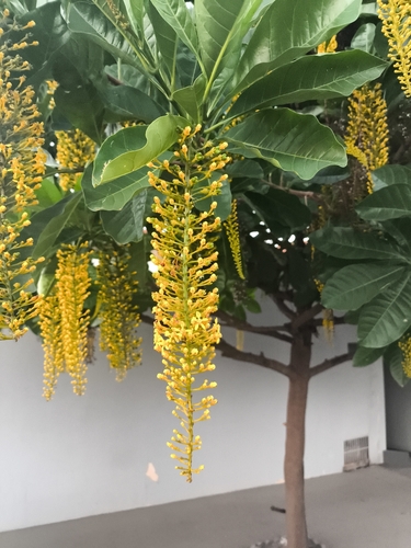 Lophanthera lactescens