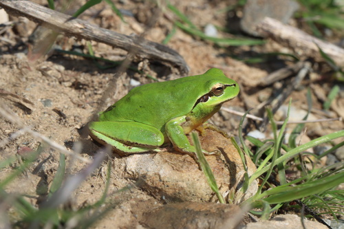 Avistamiento Ranita meridional