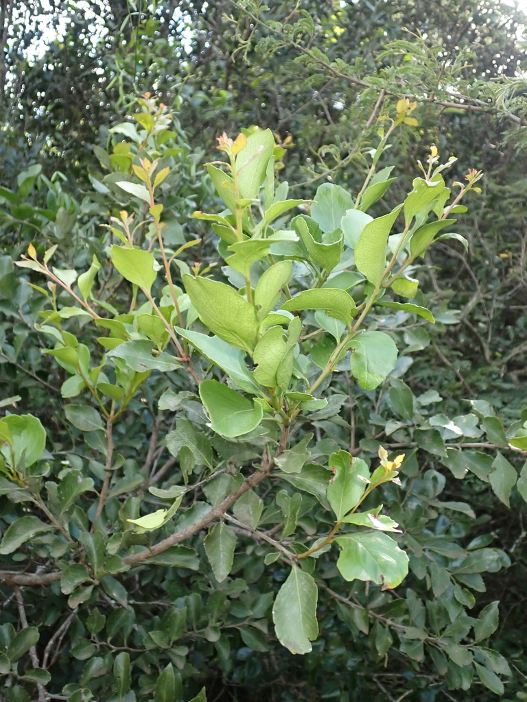 Kuto Tree Koko Tree from Vhembe, Limpopo, South Africa on February 16, 2026 at 08 ...