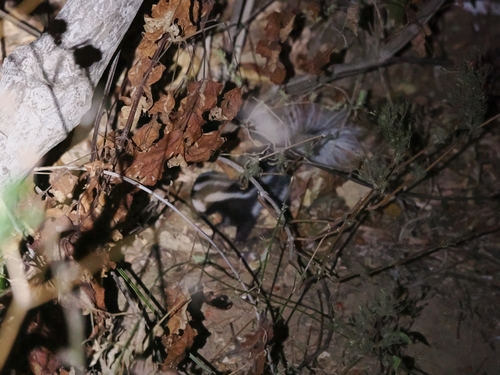 Southern Spotted Skunk observed by bradellison