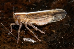 Stenocranus dorsalis
