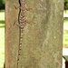 Madagascar Dwarf Gecko - Photo (c) Daniel Austin, all rights reserved, uploaded by Daniel Austin