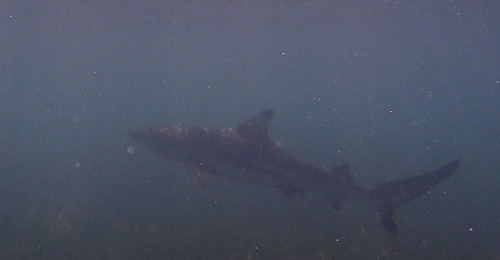 Carcharhinus melanopterus