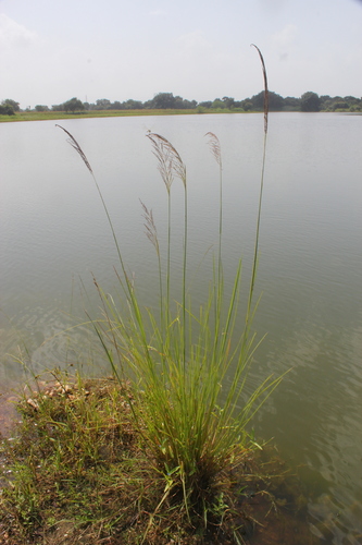 Vetiver