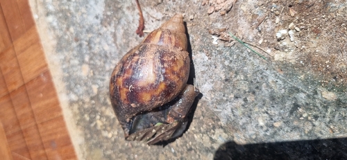 African Giant Snail