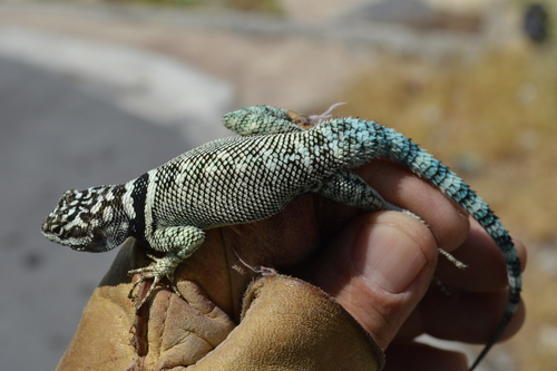 Ornate Spiny Lizard