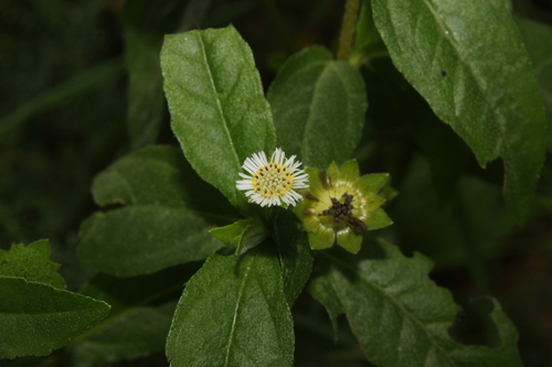 Eclipta elliptica