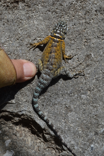 Ornate Spiny Lizard