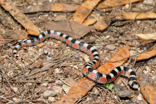 Thornscrub Hook-nosed Snake