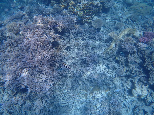 Abudefduf sexfasciatus
