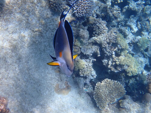 Acanthurus sohal