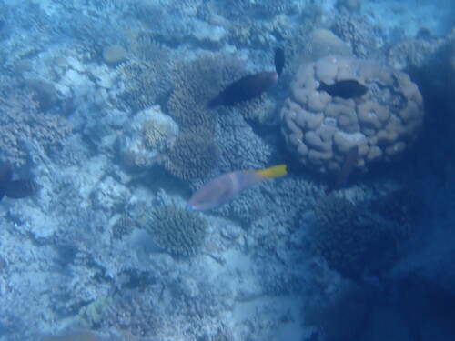 Scarus ferrugineus