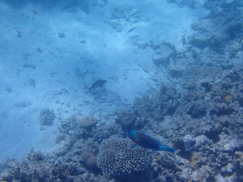 Chlorurus sordidus