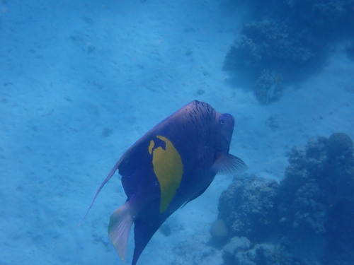 Pomacanthus maculosus