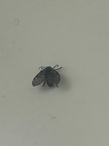 Unknown species found near Isadore St, Stevens Point, WI, US
