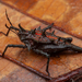 Pygmy Grasshoppers - Photo (c) Frank Deschandol, all rights reserved, uploaded by Frank Deschandol