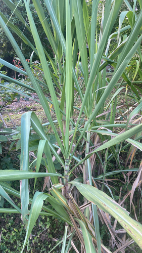 Sugarcane