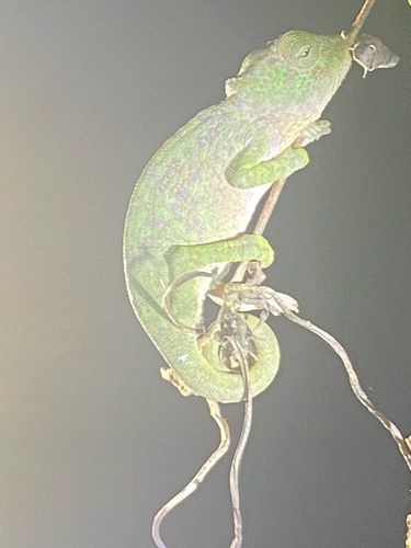 Bioko Montane Chameleon