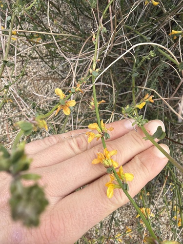iNaturalist observation photo of deervetch