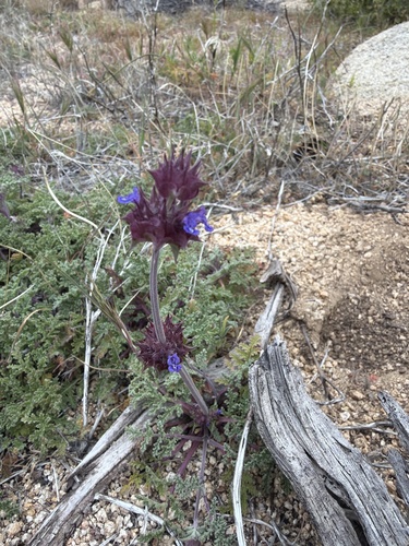 iNaturalist observation photo of Chia