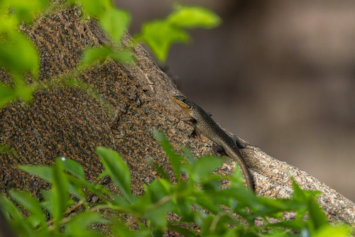 Karasburg Tree Skink