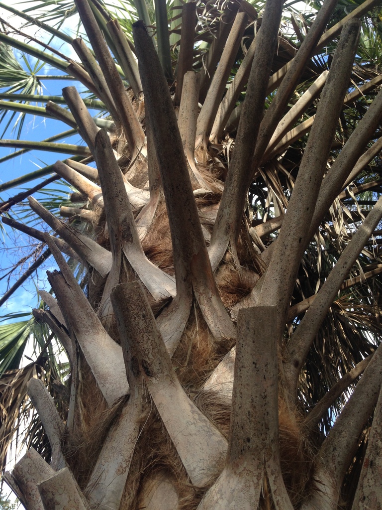Cabbage Palmetto (SPC Florida Plants ) · iNaturalist