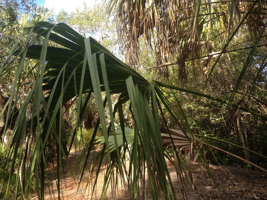 Cabbage Palmetto (SPC Florida Plants ) · iNaturalist