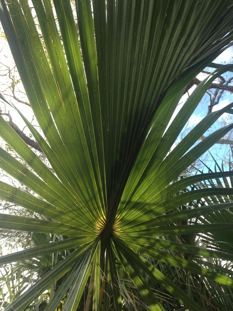 Cabbage Palmetto (SPC Florida Plants ) · iNaturalist