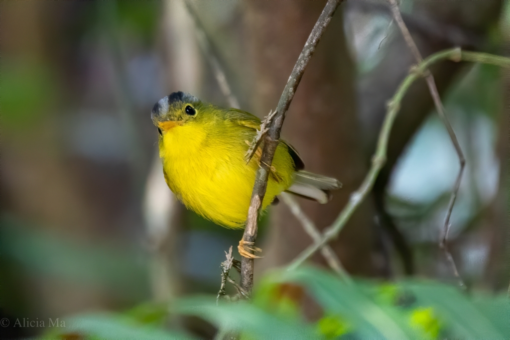 Gray-crowned Warbler photo