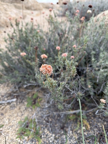 iNaturalist observation photo of California Buckwheat