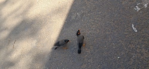 Bank Myna