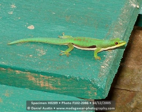 Striped Day Gecko