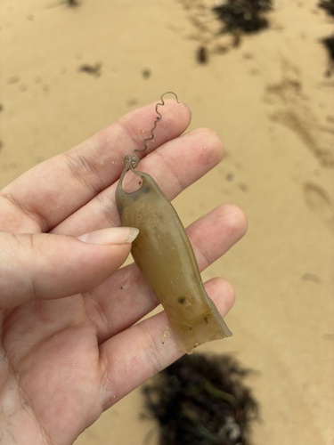 Scyliorhinus canicula