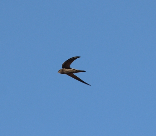 Pallid Swift