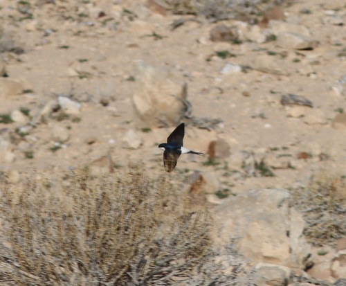 Western House Martin