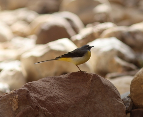 Grey Wagtail