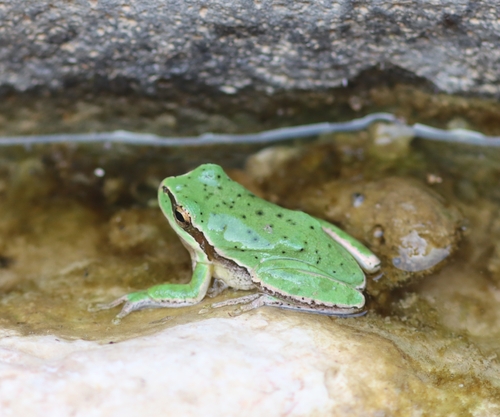 Lemon-yellow Tree Frog