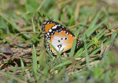 Plain Tiger Butterfly