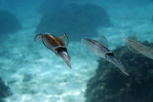 Bigfin Reef Squid — seen at this dive site