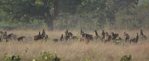 Guinea Baboon