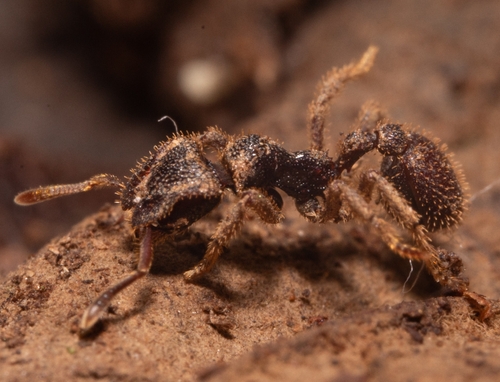 Stegomyrmex vizottoiStegomyrmex vizottoi