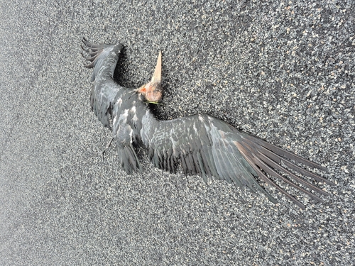 Marabou Stork