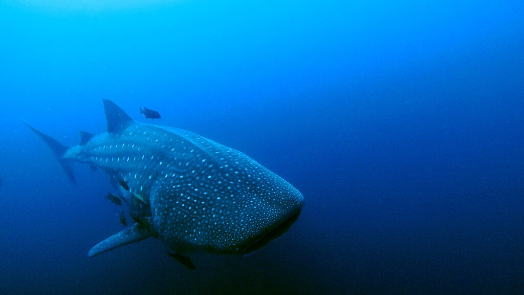 Isla Roca Whale Shark from Isla Roca Partida, Mexiko on February 12, 2026 at 02: ...