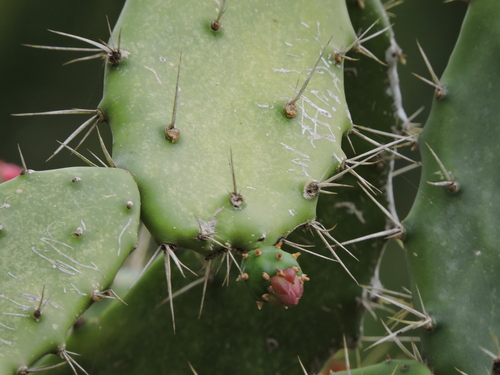 Opuntia karwinskiana