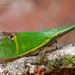 Odontoptera carrenoi - Photo (c) Frank Deschandol, todos los derechos reservados