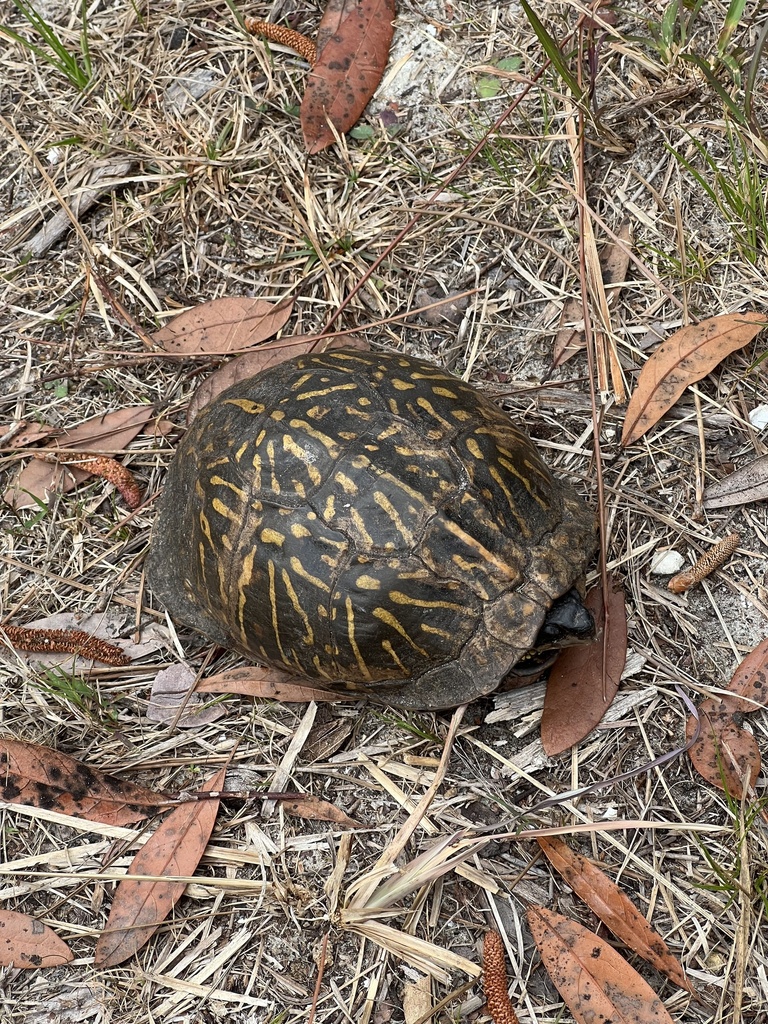 Florida Box Turtle in February 2026 by Sierra Schaefer · iNaturalist