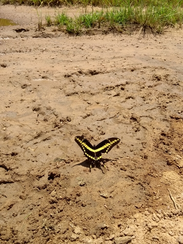 Heraclides thoas brasiliensis